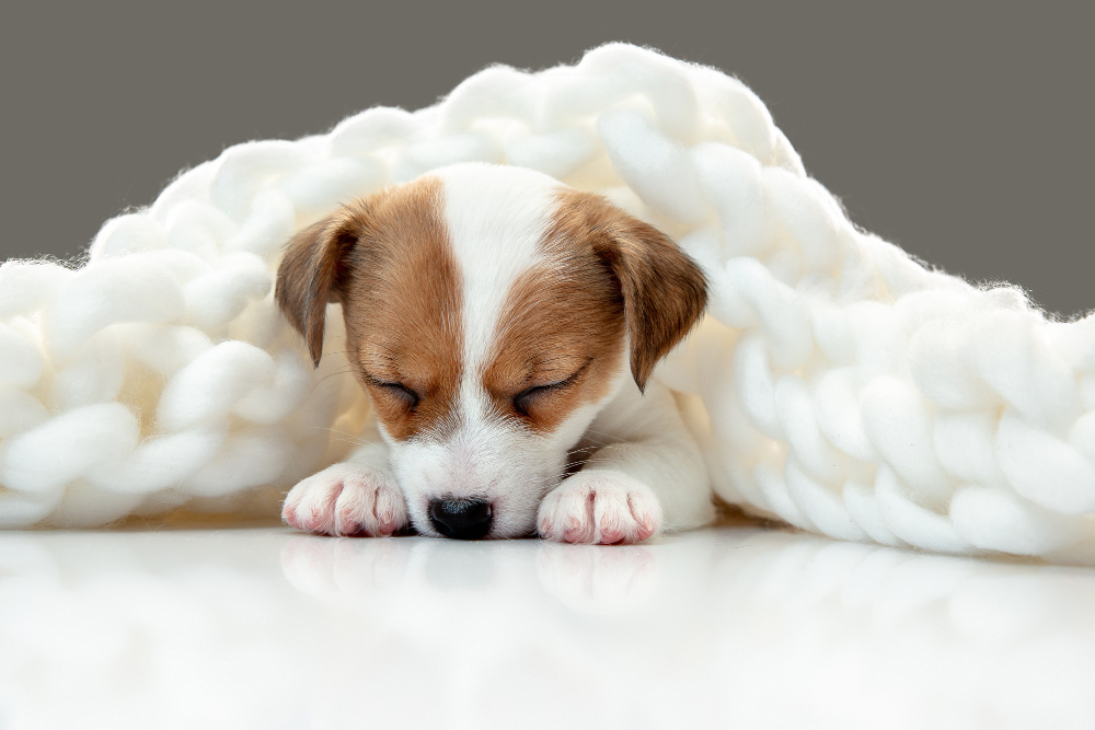 Kedi ve Köpeklerin Uyku Alışkanlıkları - İdeal Pet Yatağı Nasıl Olmalı?